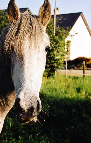 ARABE BARBE D'ENDURANCE